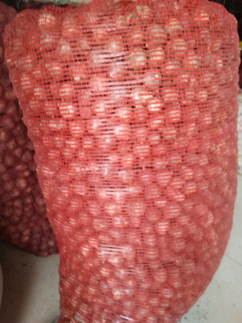 大蒜2.5cm干蒜
