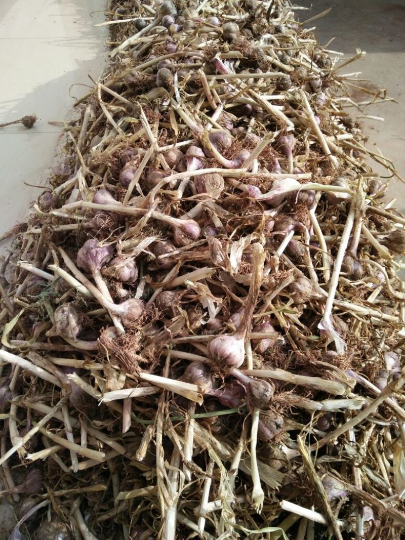 大蒜2.5cm干蒜