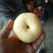 精品砀山酥梨已经大量上市，车随到随装。