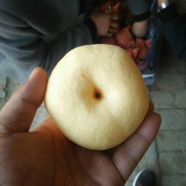 精品砀山酥梨已经大量上市，车随到随装。