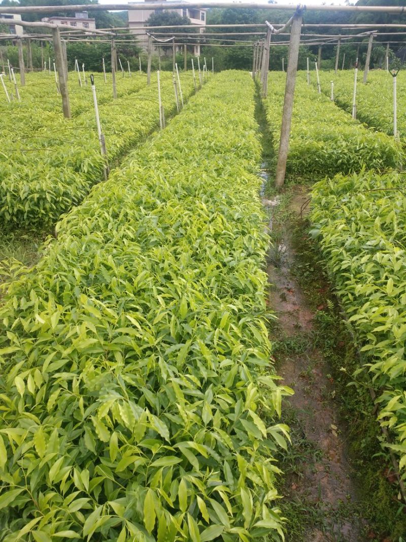 沉香苗可视频看货支持线上交易产地直销