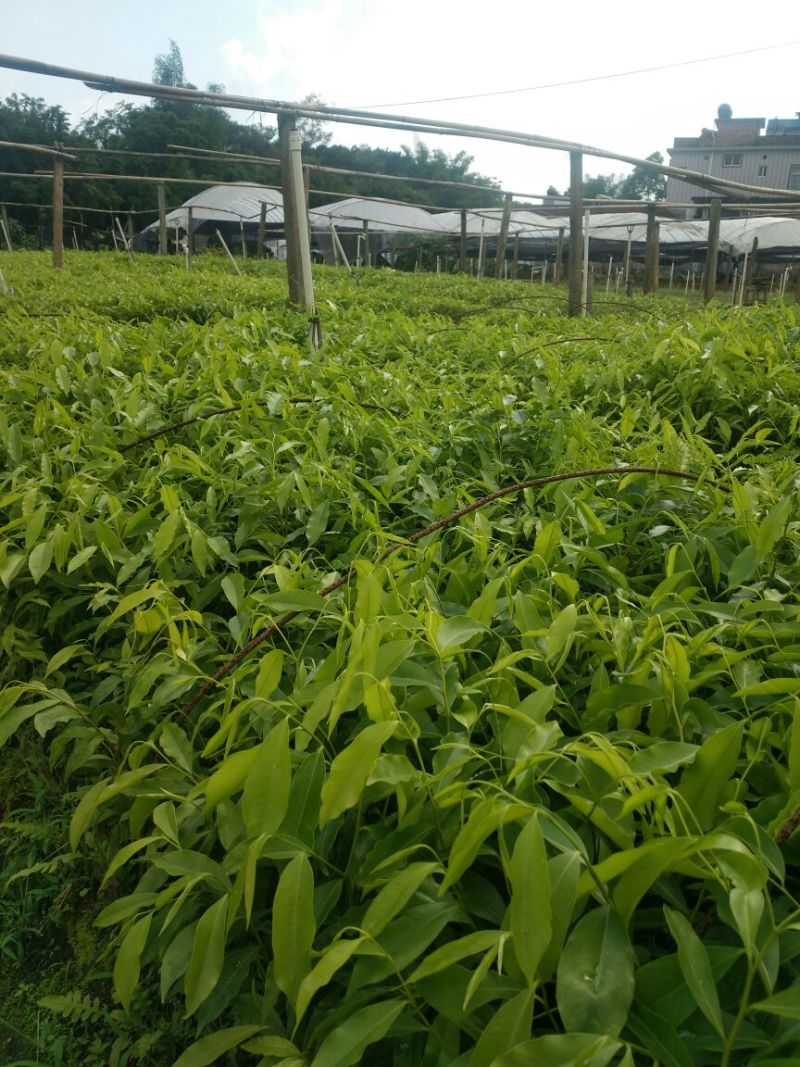 沉香苗可视频看货支持线上交易产地直销