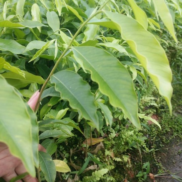 沉香苗可视频看货支持线上交易产地直销