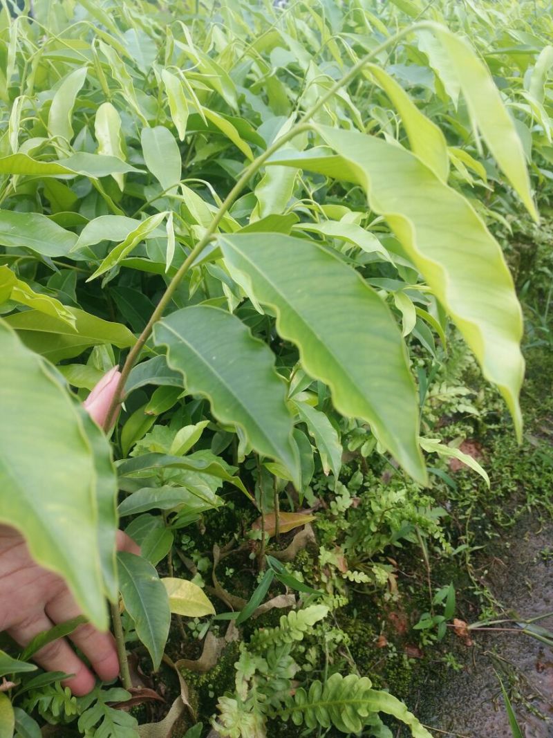 沉香苗可视频看货支持线上交易产地直销