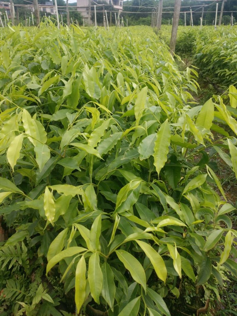 沉香苗可视频看货支持线上交易产地直销