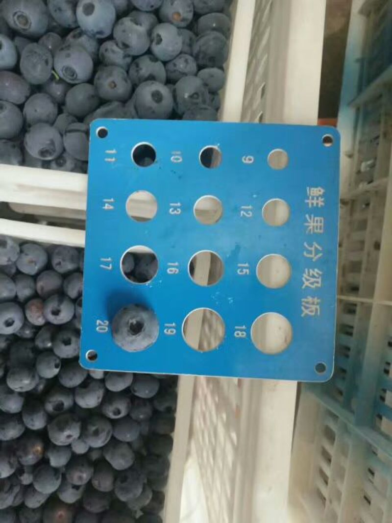 蓝莓12~14mm以上鲜果