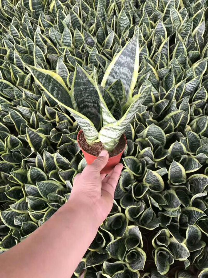 精品金枝玉叶，虎皮兰批发