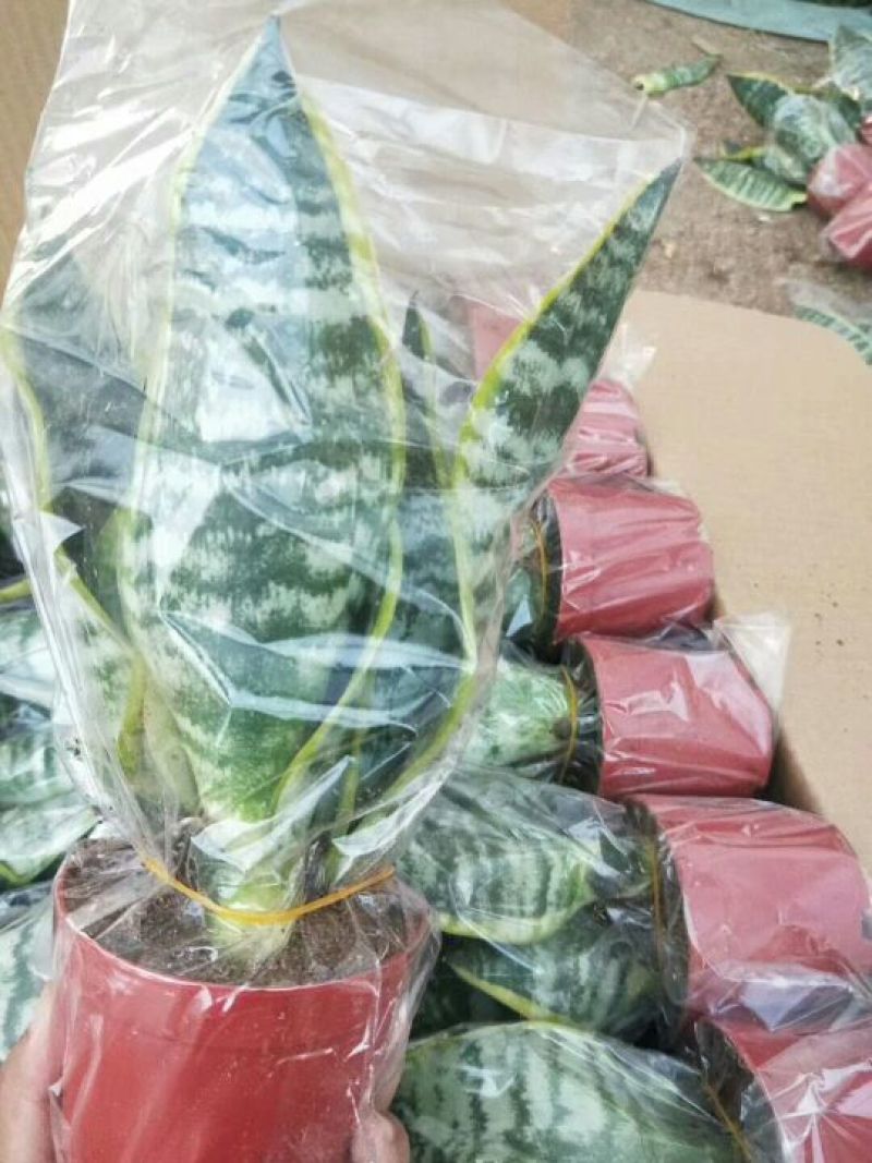 精品金枝玉叶，虎皮兰批发