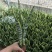 精品金枝玉叶，虎皮兰批发
