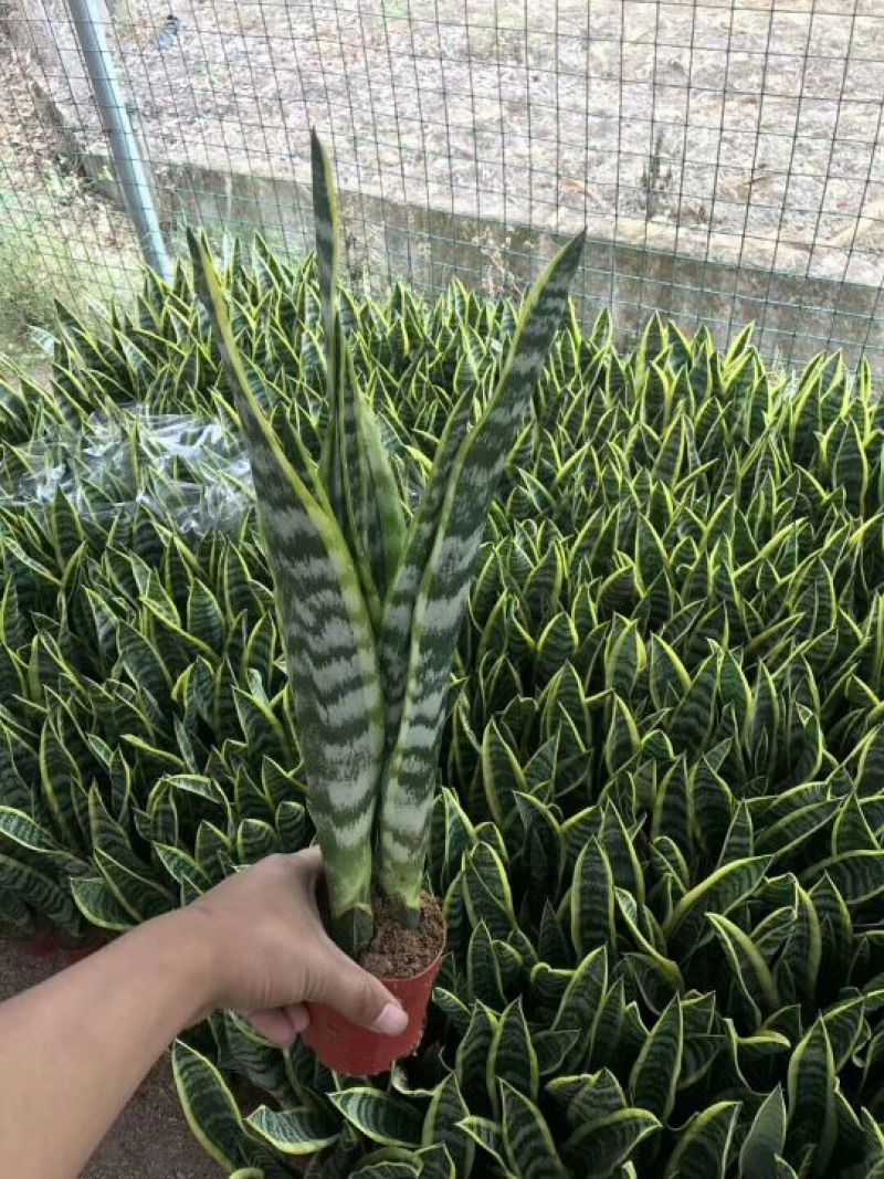 精品金枝玉叶，虎皮兰批发