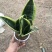 精品金枝玉叶，虎皮兰批发