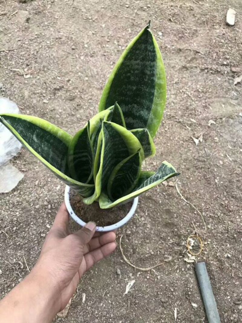 精品金枝玉叶，虎皮兰批发