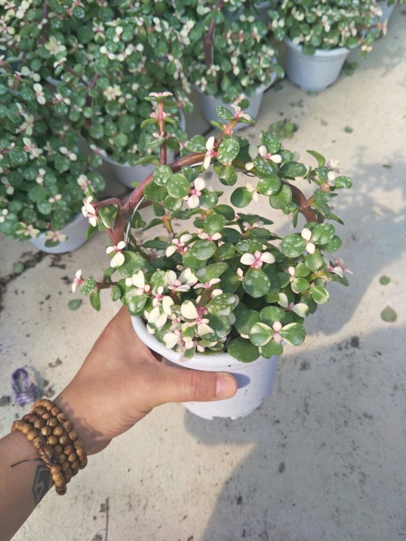 精品金枝玉叶，虎皮兰批发