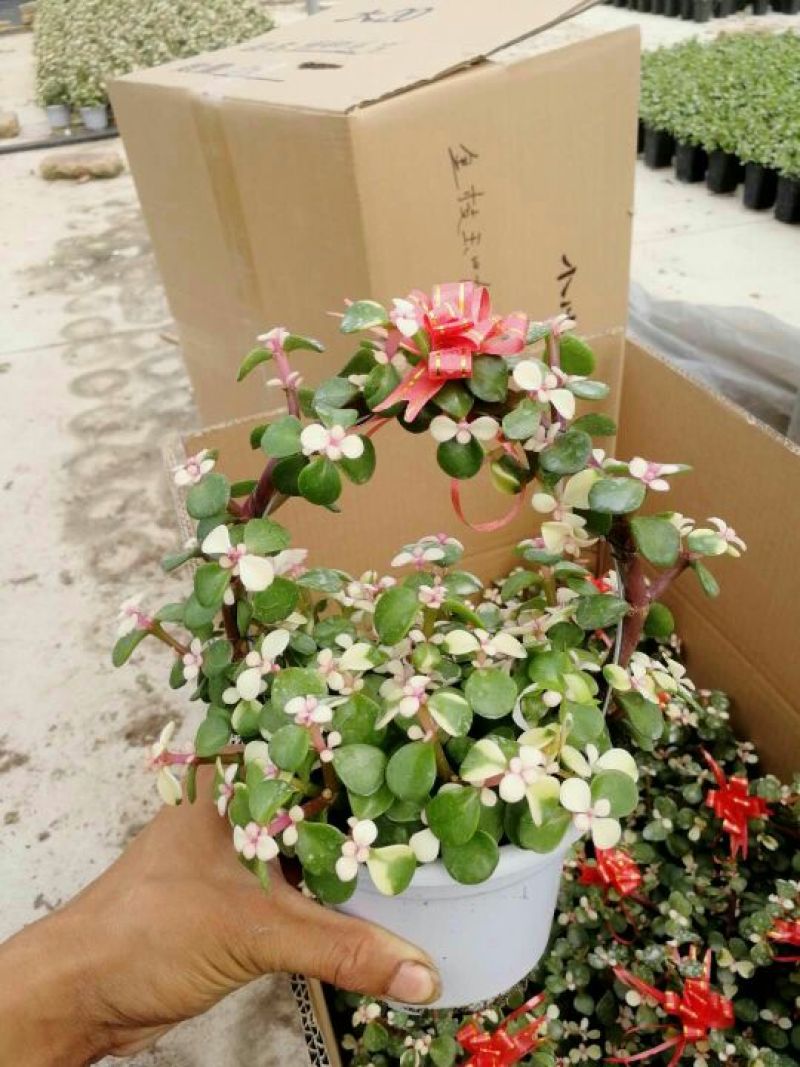 精品金枝玉叶，虎皮兰批发