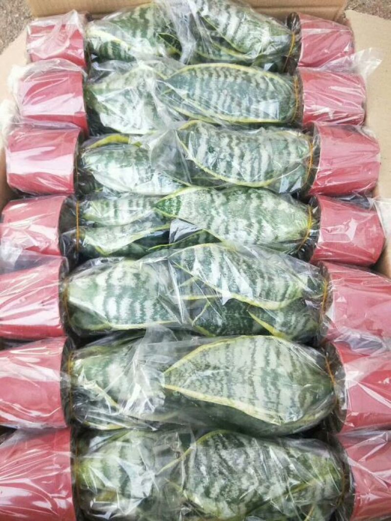 精品金枝玉叶，虎皮兰批发