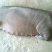太湖母猪