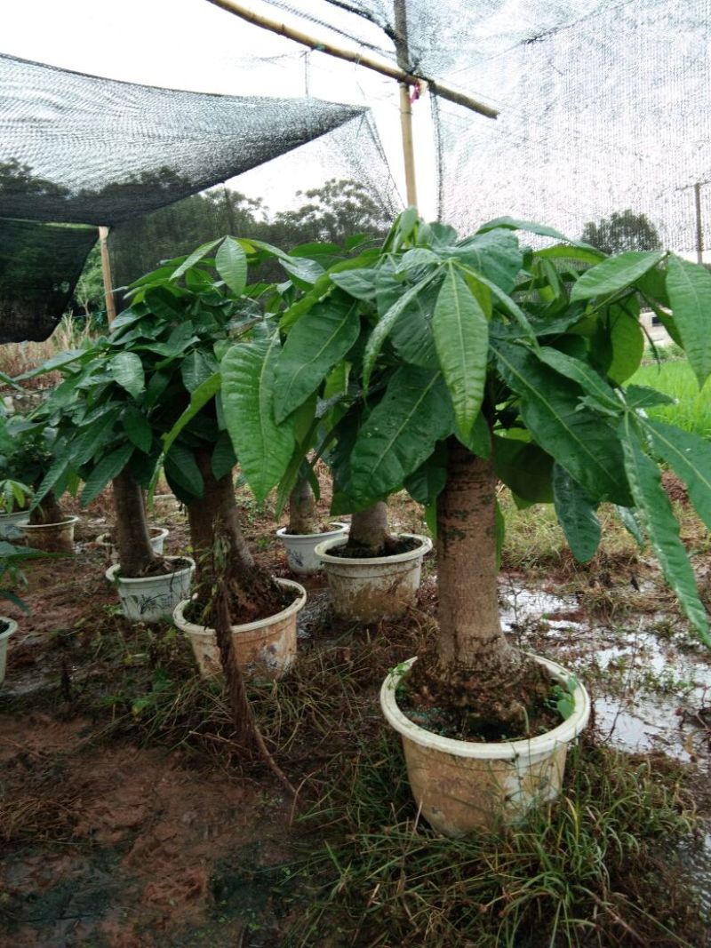 大刑发财树带盆栽好活，欢迎各位老板前来选购