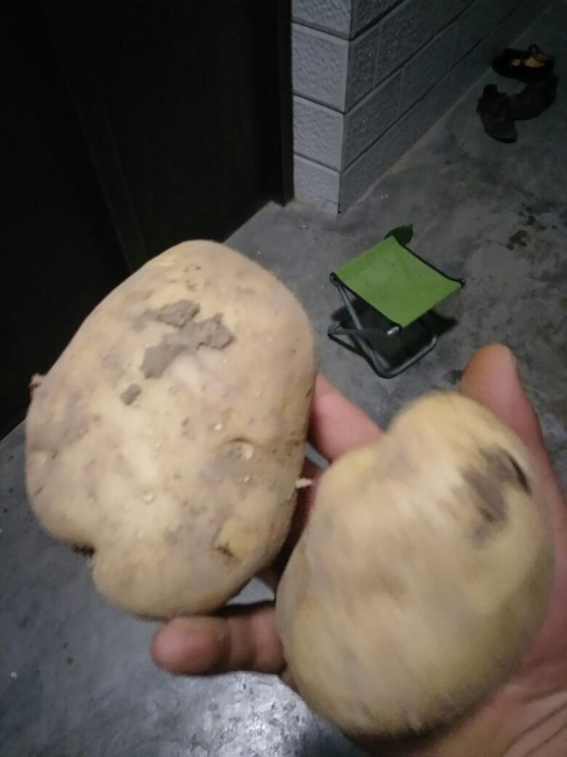 早大白土豆，226，希森，3两以上大量有货，价低品优。
