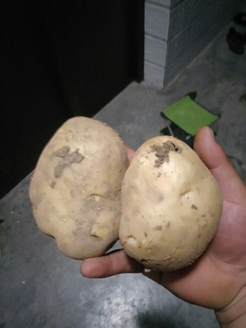 早大白土豆，226，希森，3两以上大量有货，价低品优。