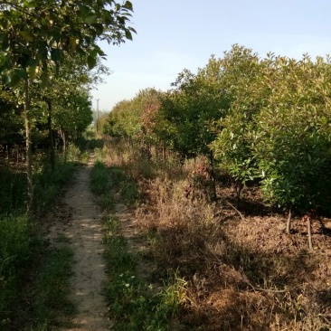 红叶石楠，4-6公分