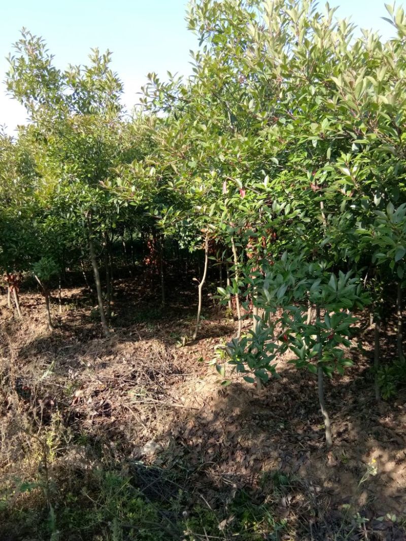 红叶石楠，4-6公分