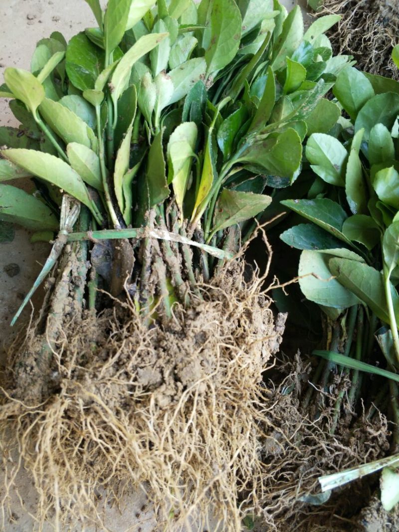 冬青苗冬青小苗冬青床苗高度8-15公分包邮1毛一颗！