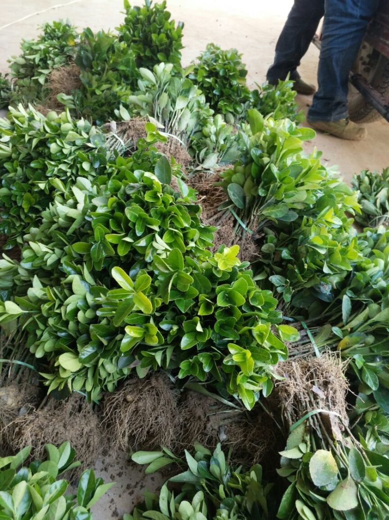 冬青苗冬青小苗冬青床苗高度8-15公分包邮1毛一颗！