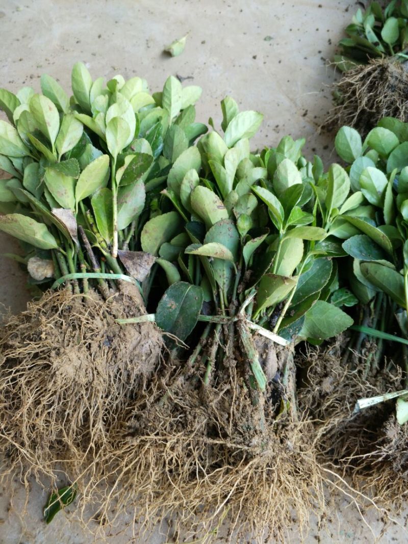 冬青苗冬青小苗冬青床苗高度8-15公分包邮1毛一颗！