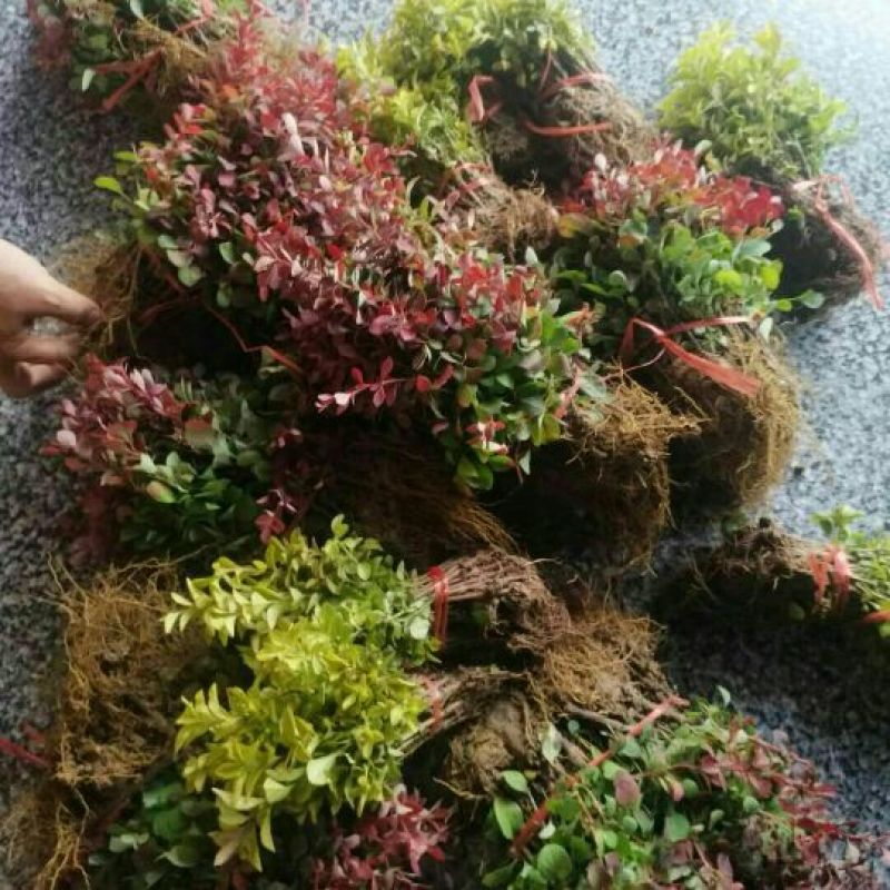 红叶小波苗红叶小檗苗红叶小波床苗红叶小檗床苗包邮！