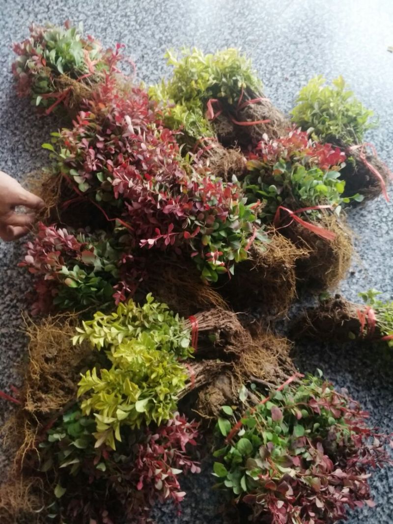 红叶小波苗红叶小檗苗红叶小波床苗红叶小檗床苗包邮！