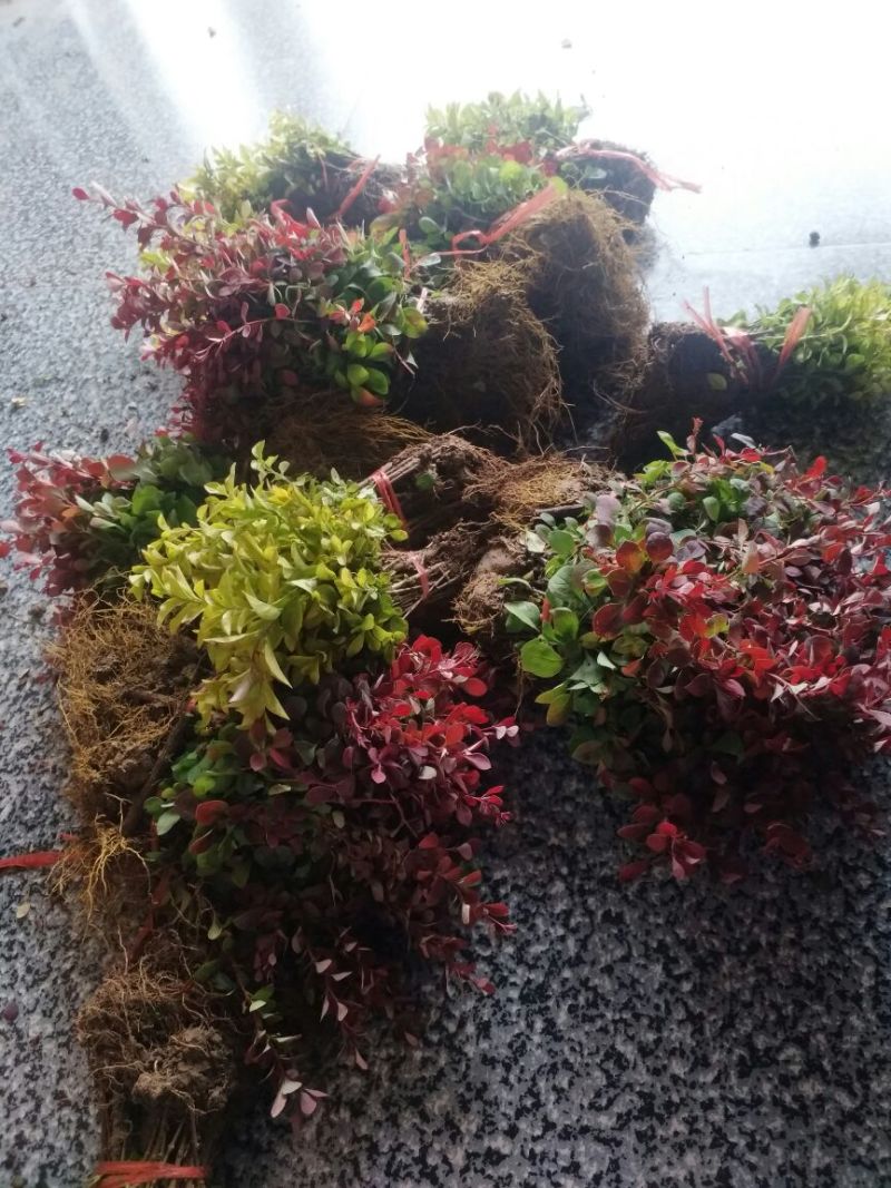 红叶小波苗红叶小檗苗红叶小波床苗红叶小檗床苗包邮！