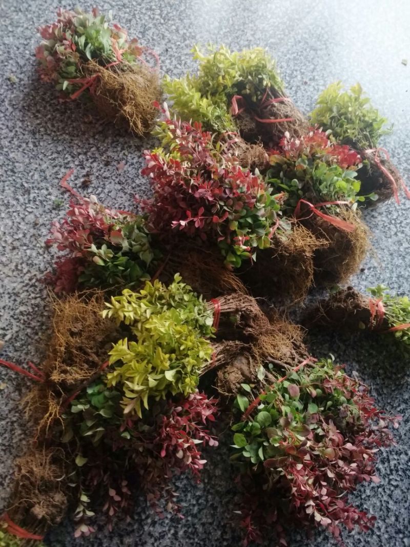 红叶小波苗红叶小檗苗红叶小波床苗红叶小檗床苗包邮！