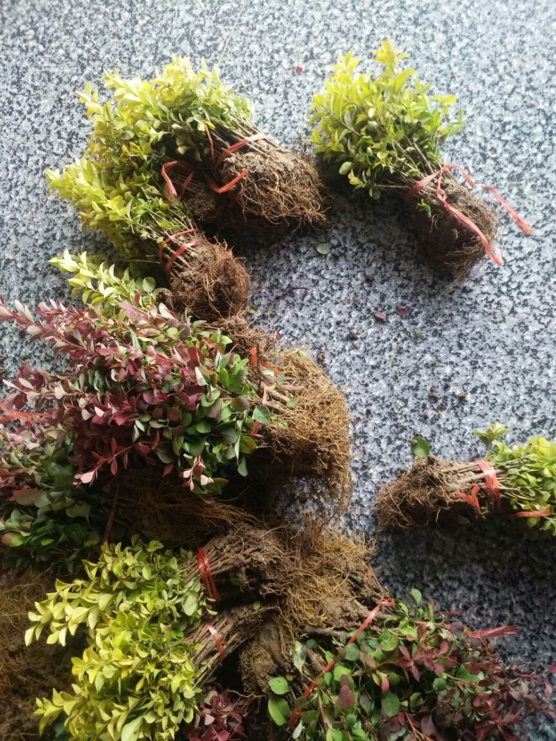 红叶小波苗红叶小檗苗红叶小波床苗红叶小檗床苗包邮！
