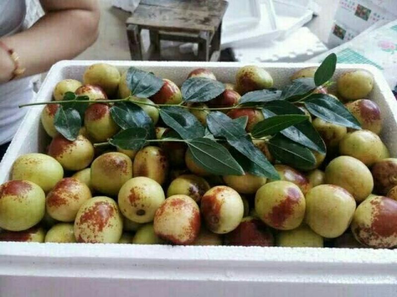 冬枣