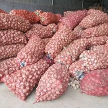 红蒜混级统货大蒜，鲜蒜，丰县，沛县万亩基地大量长期供应