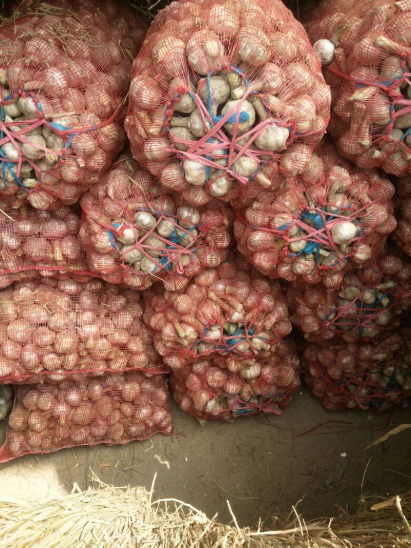红蒜混级统货大蒜，鲜蒜，丰县，沛县万亩基地大量长期供应