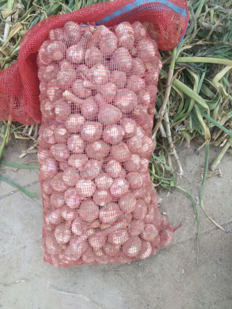 红蒜混级统货大蒜，鲜蒜，丰县，沛县万亩基地大量长期供应