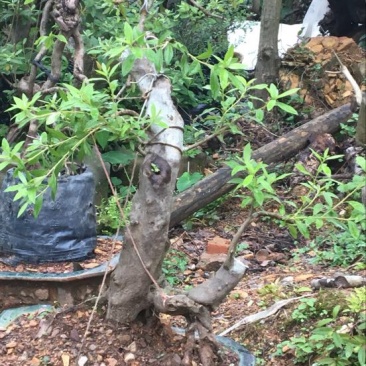 映山红树桩25~30cm
