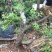 映山红树桩25~30cm