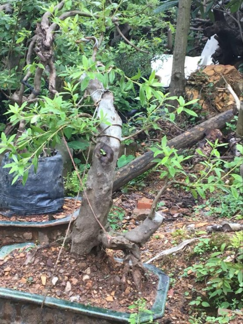映山红树桩25~30cm