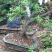 映山红树桩25~30cm