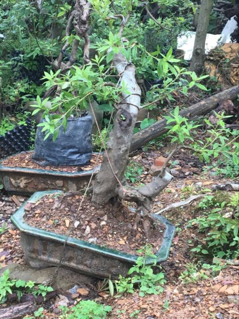 映山红树桩25~30cm