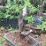 映山红树桩25~30cm