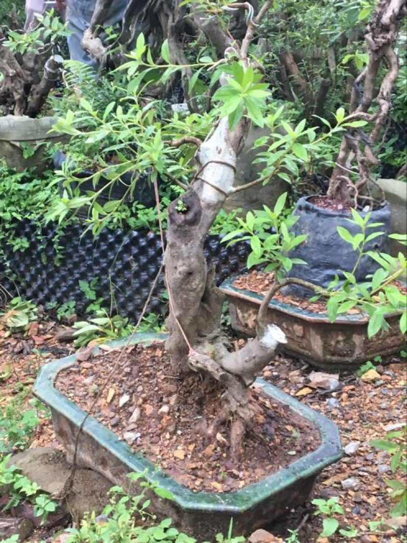 映山红树桩25~30cm