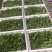 荷仁豆基地直发诚信合作欢迎新老客户前来选购