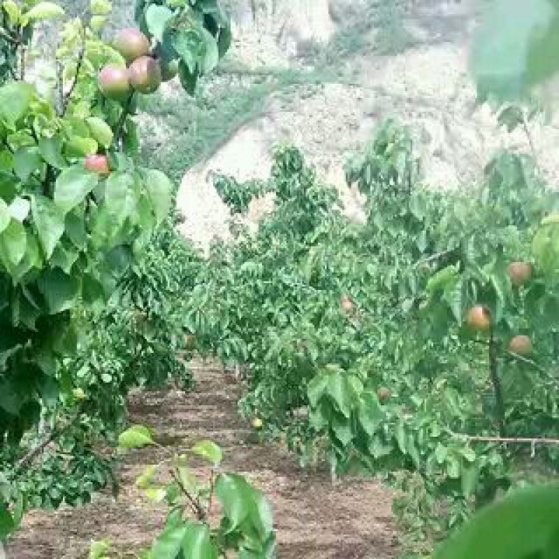 冷库珍珠枣油桃价格，珍珠枣油桃批发，货源充足