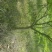 鸡爪槭4---15公分