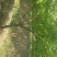 鸡爪槭4---15公分