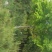 鸡爪槭4---15公分