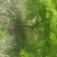 鸡爪槭4---15公分